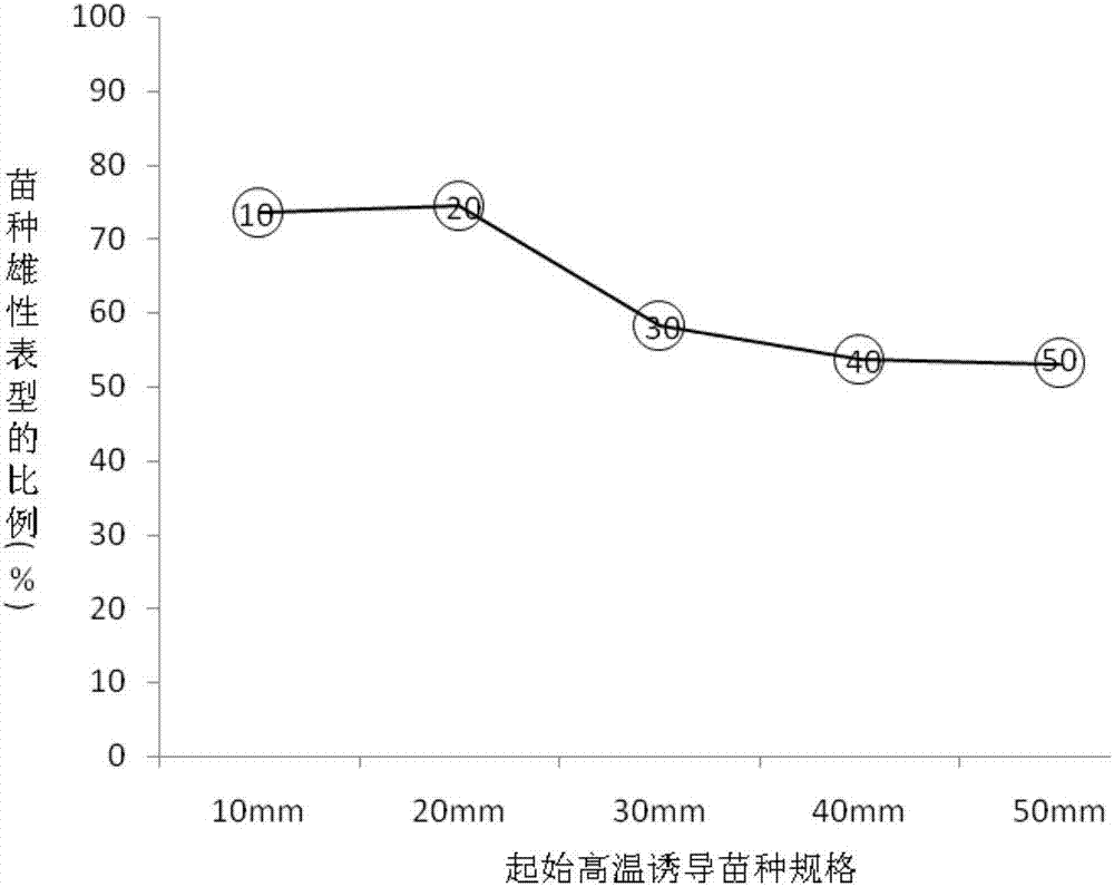 Method for determining sex differentiation phase of Scophthalmus maximus by means of high temperature induction