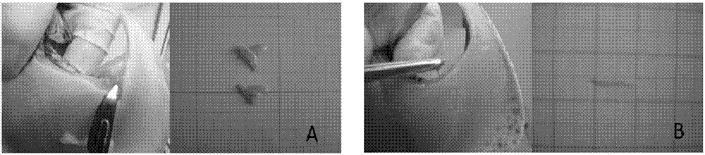 Method for determining sex differentiation phase of Scophthalmus maximus by means of high temperature induction