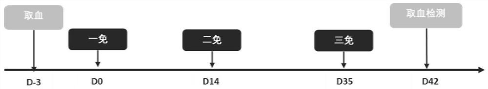 Application of natural antimicrobial peptide qha in preparation of immune adjuvant