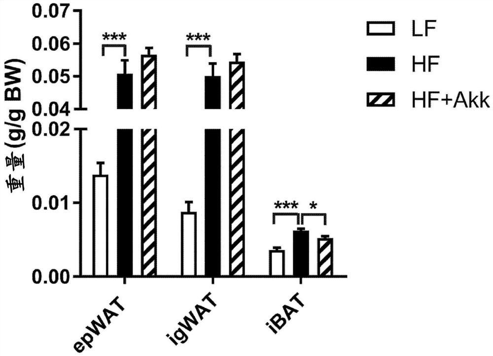 Akkermansia muciniphila strain and use thereof