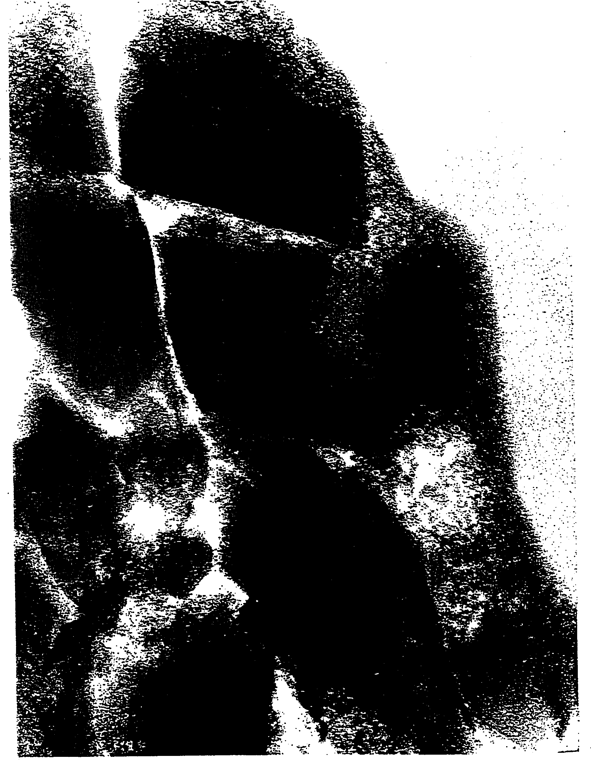 Method for preparing zeolite catalyst