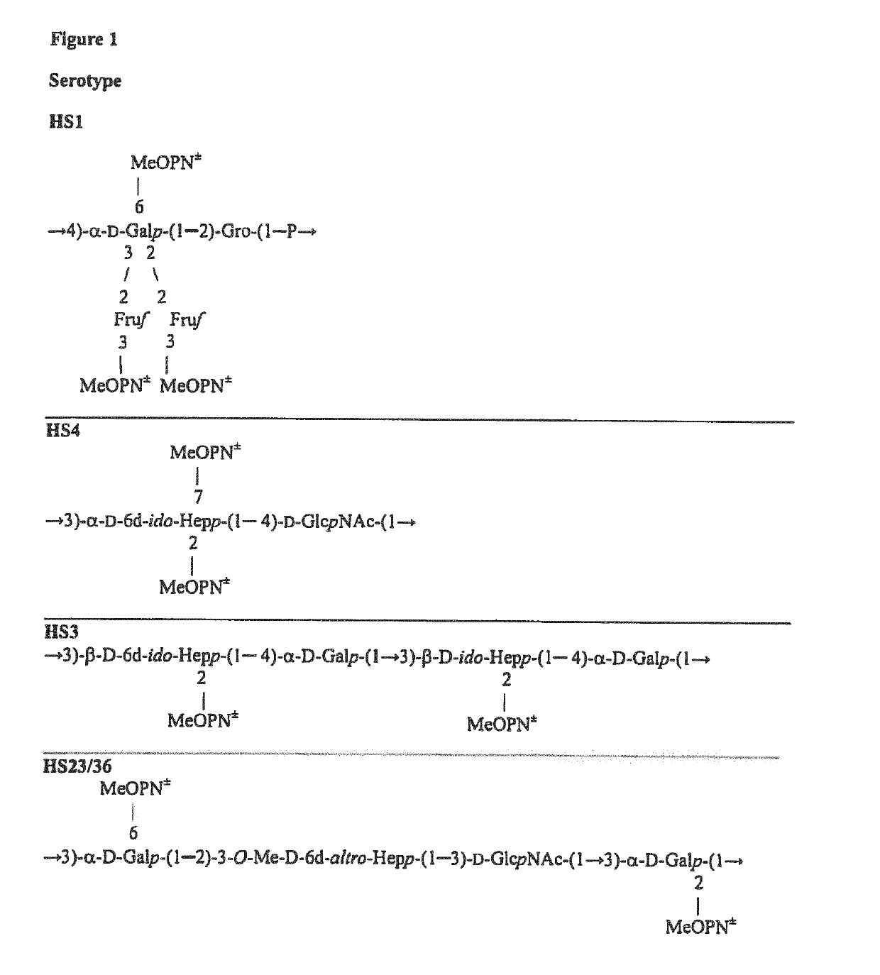 Synthetic Antigen Constructs Against Campylobacter Jejuni