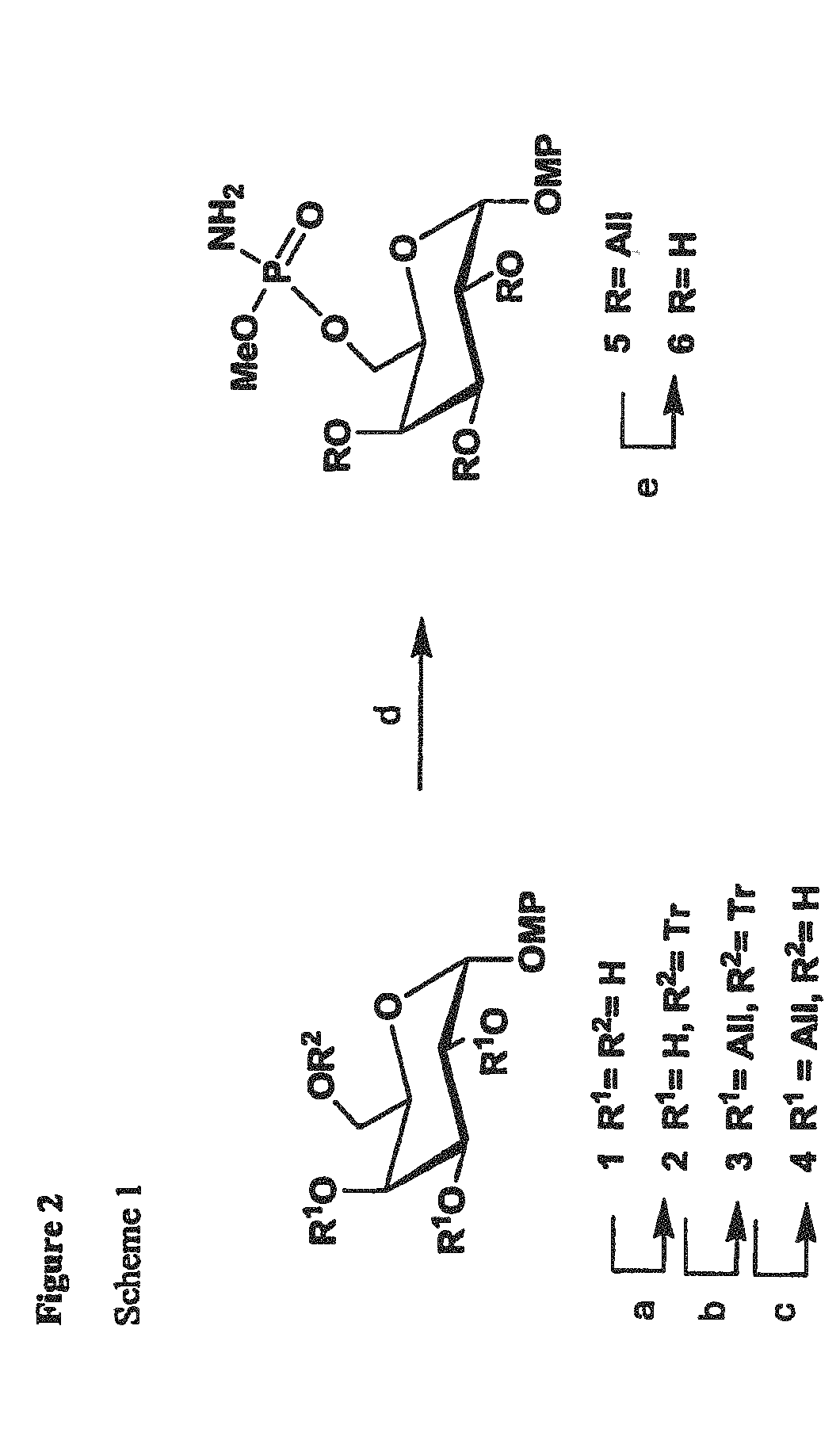 Synthetic Antigen Constructs Against Campylobacter Jejuni