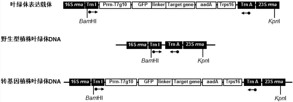 Chloroplast expressed fibroblast growth factor 21 protein and preparation method thereof