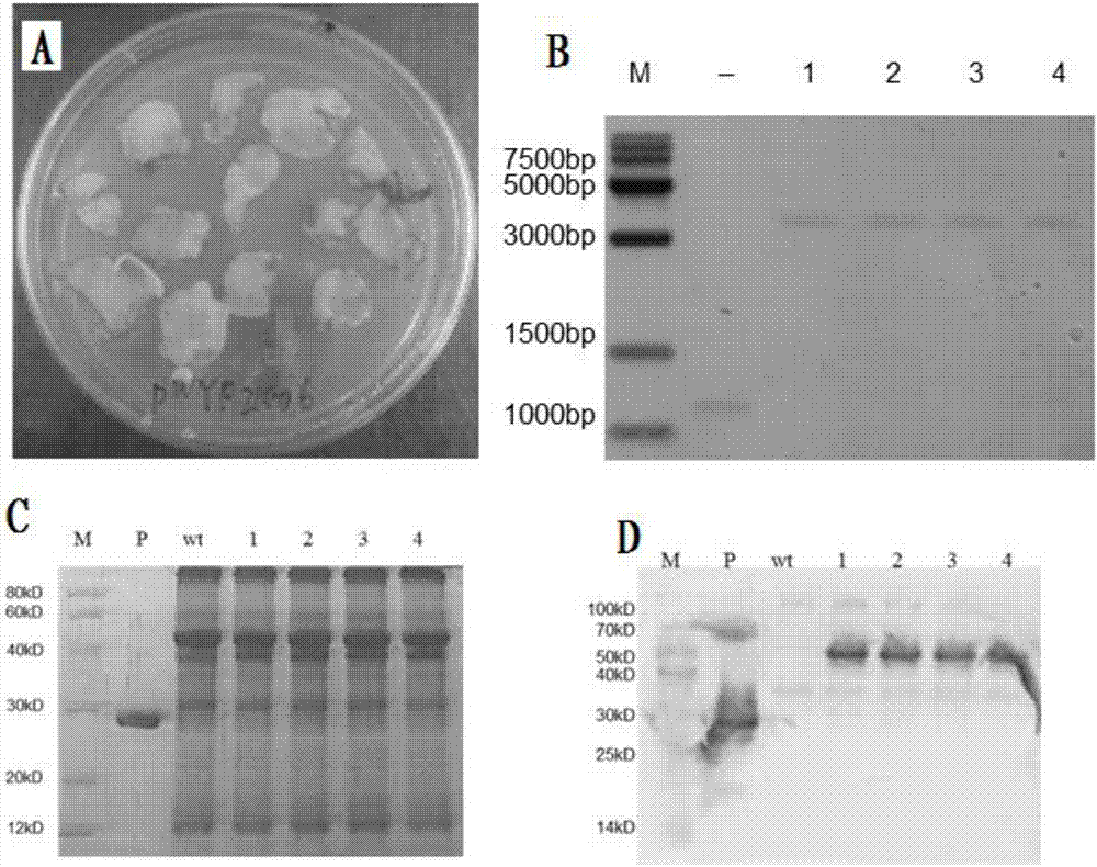 Chloroplast expressed fibroblast growth factor 21 protein and preparation method thereof