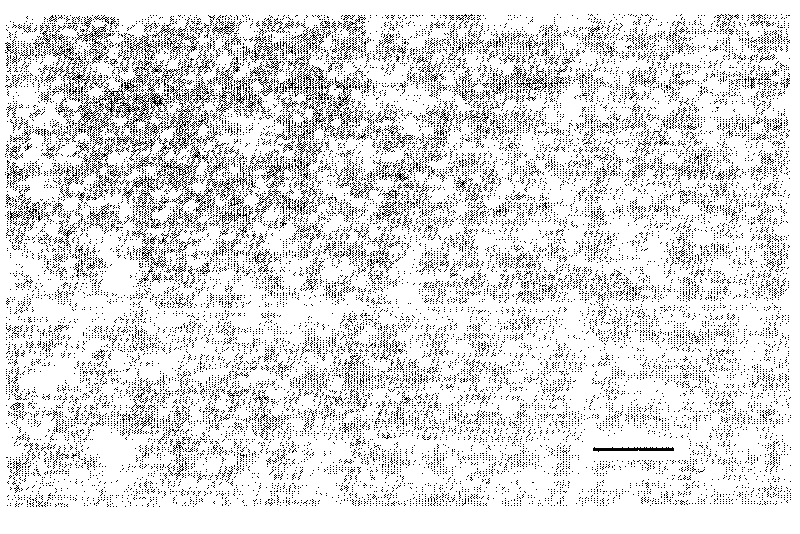 Super-biparental self-cleaning coating material and preparation method thereof