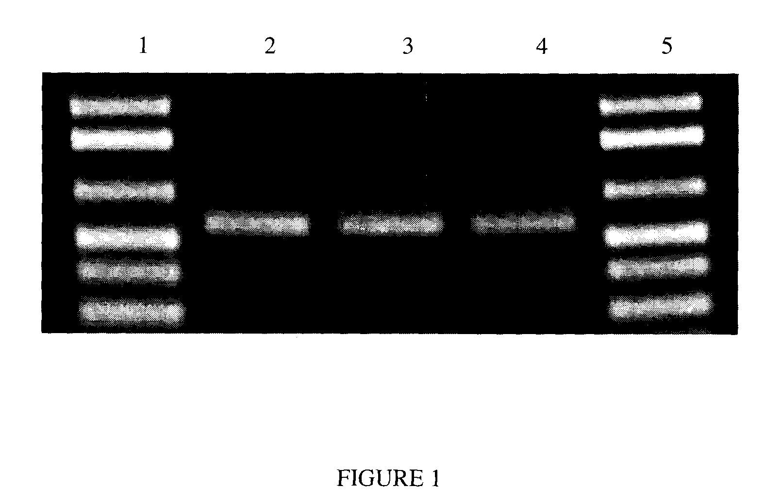 Compositions and method for storage of nucleic acid from bodily fluids