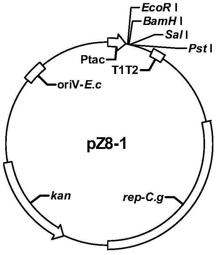 Construction and application of high-yield L-valine engineering bacteria