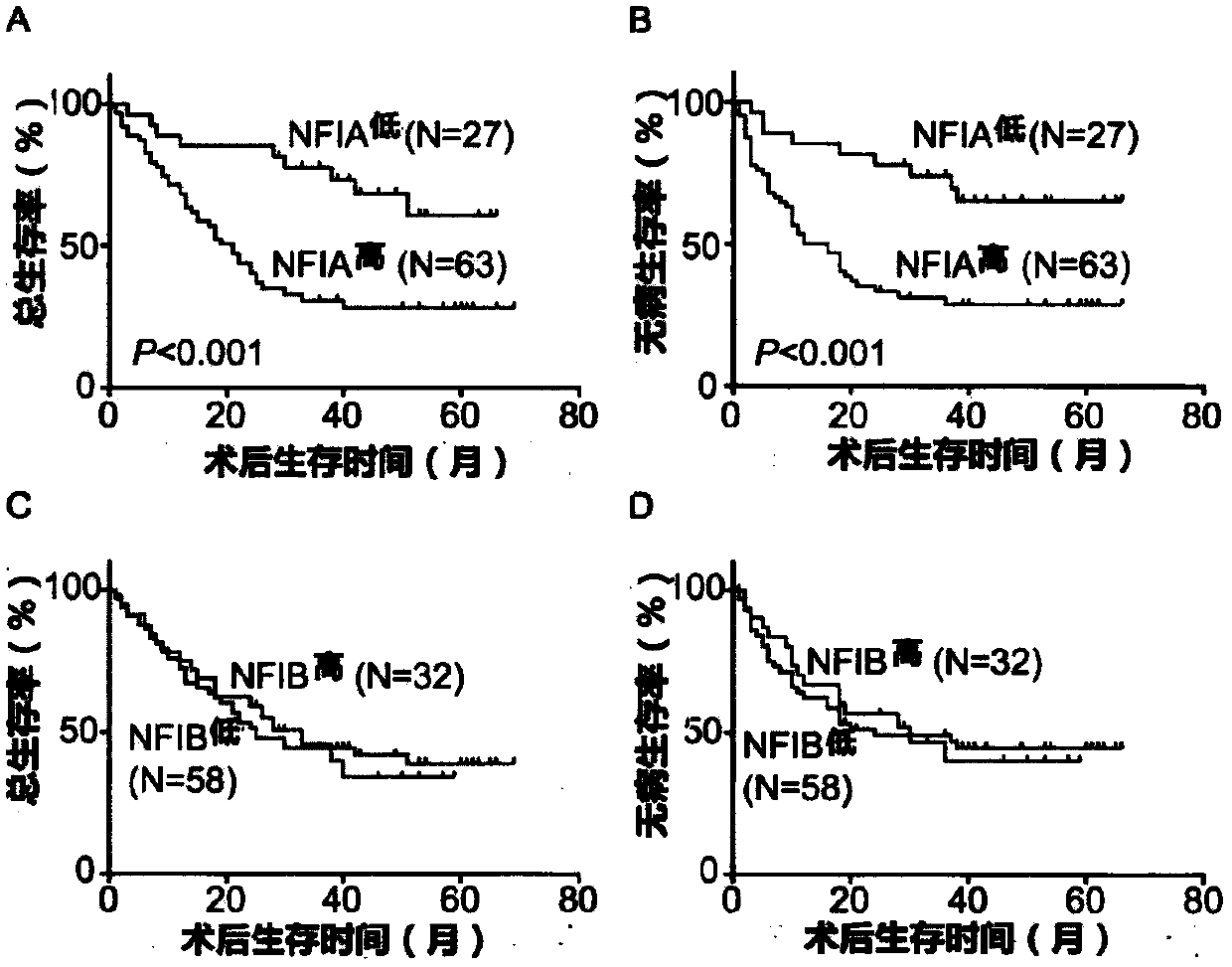 Application of NFI transcription factors in esophageal squamous cell carcinoma