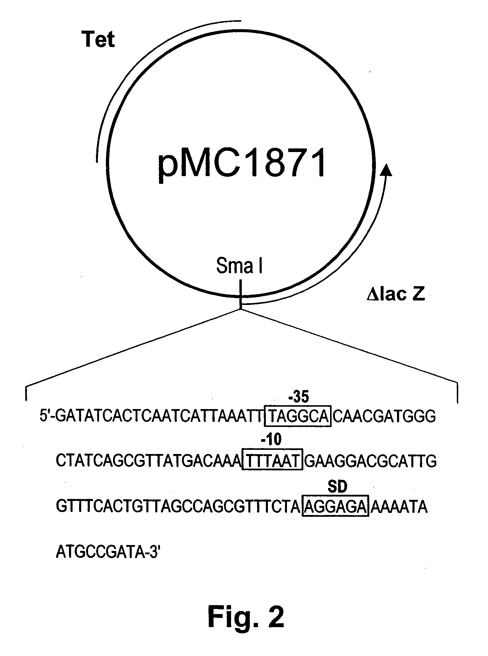 Gene encoding chondroitinase ABC and uses therefor