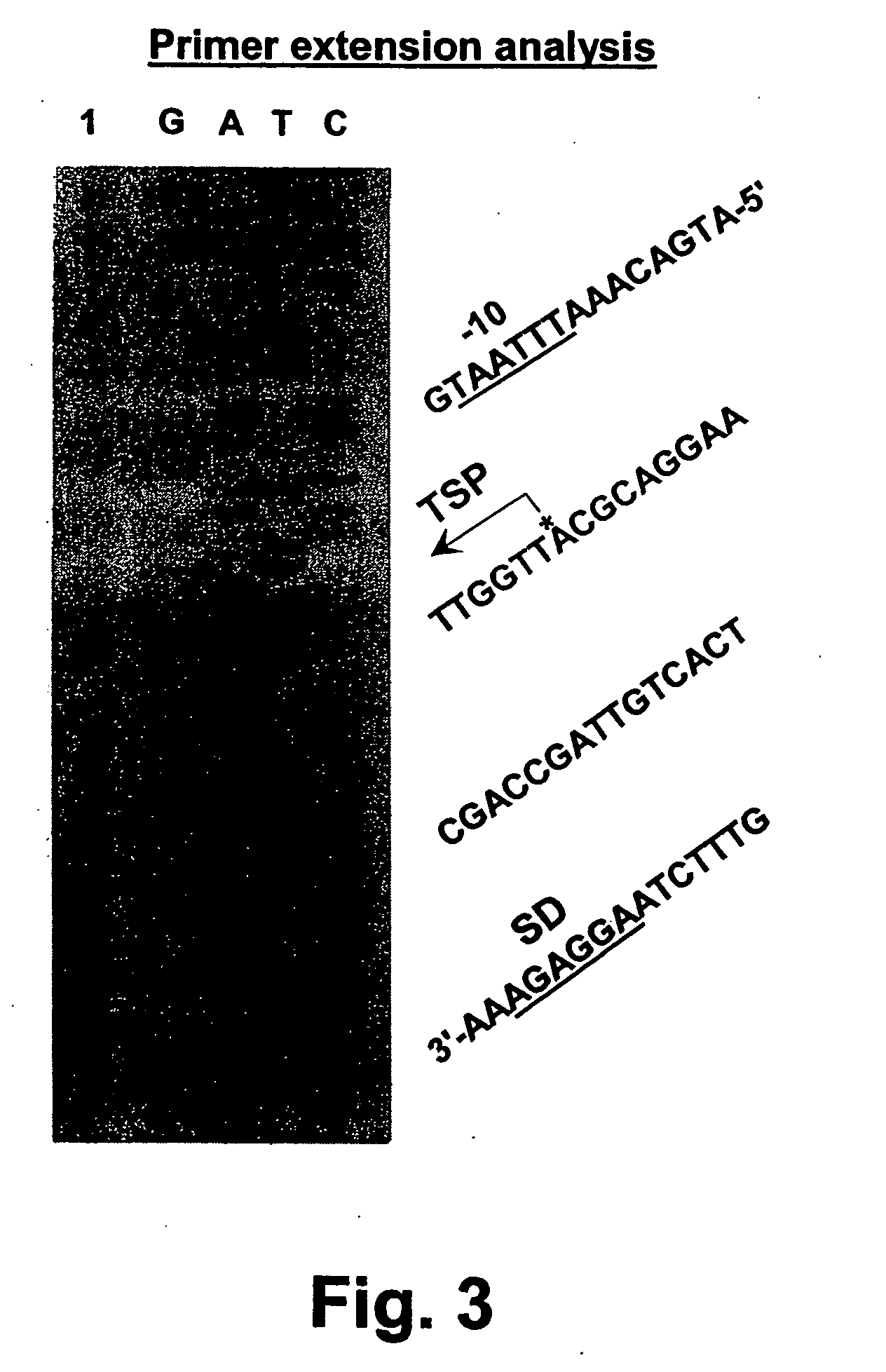 Gene encoding chondroitinase ABC and uses therefor