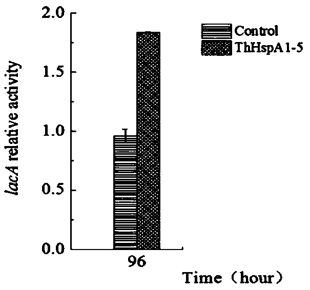 Fungal-laccase expression strain and establishing method and application thereof