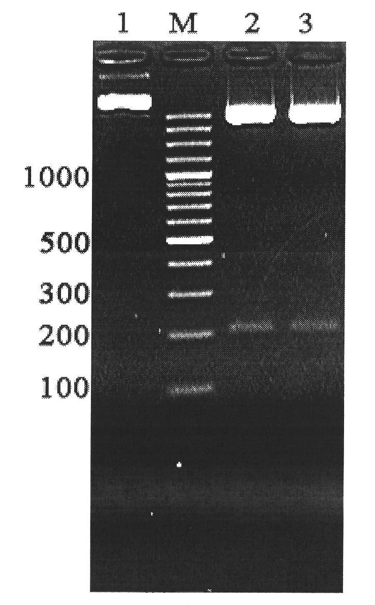 Recombinant molecule of human immunodeficiency virus film molecule gp120 functional domain and human TGF (Transforming Growth Factor)-beta1