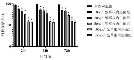 Arnebia root endophyte as well as screening method, culture method and application thereof