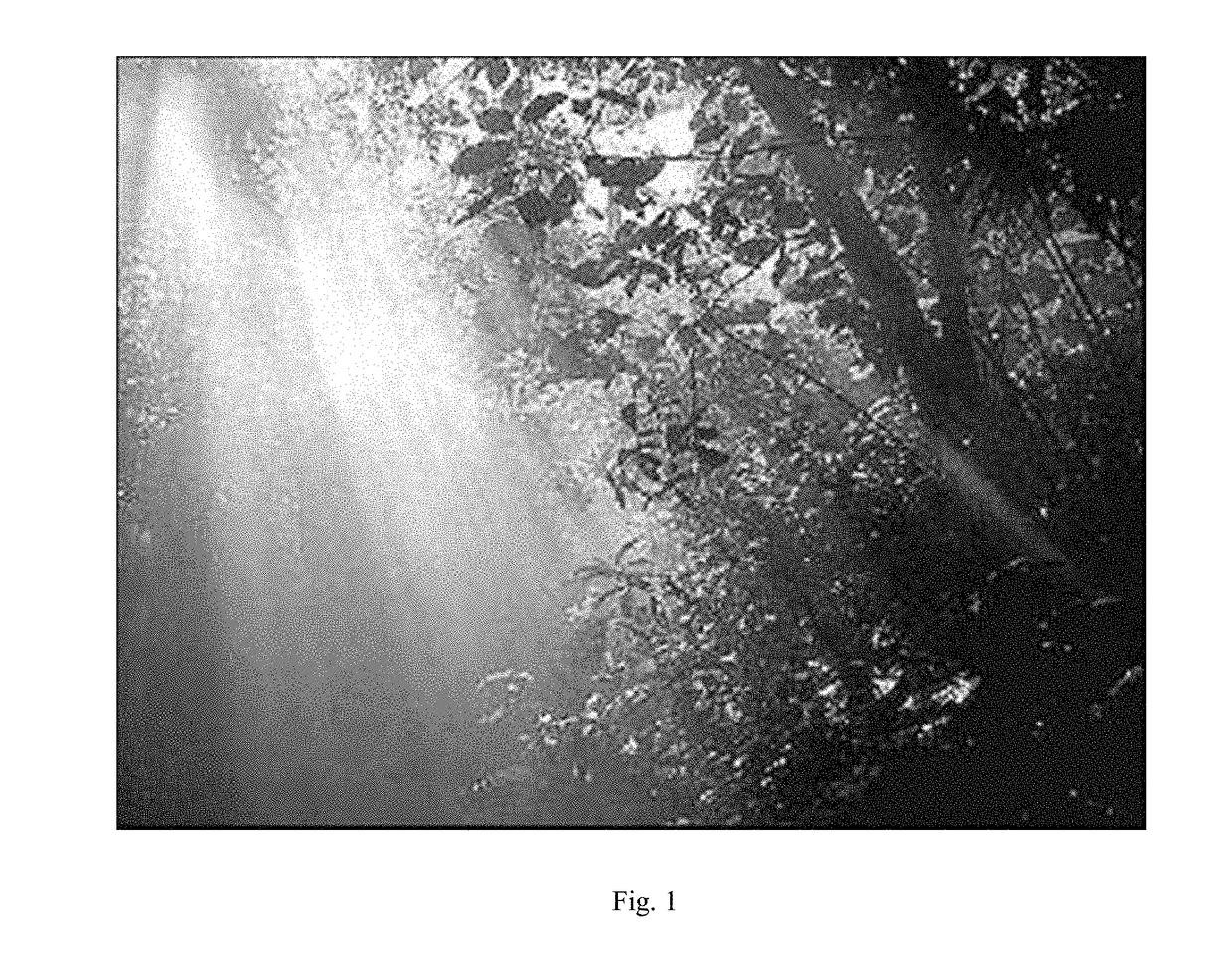 Measuring the Percentage of the Forest Cover