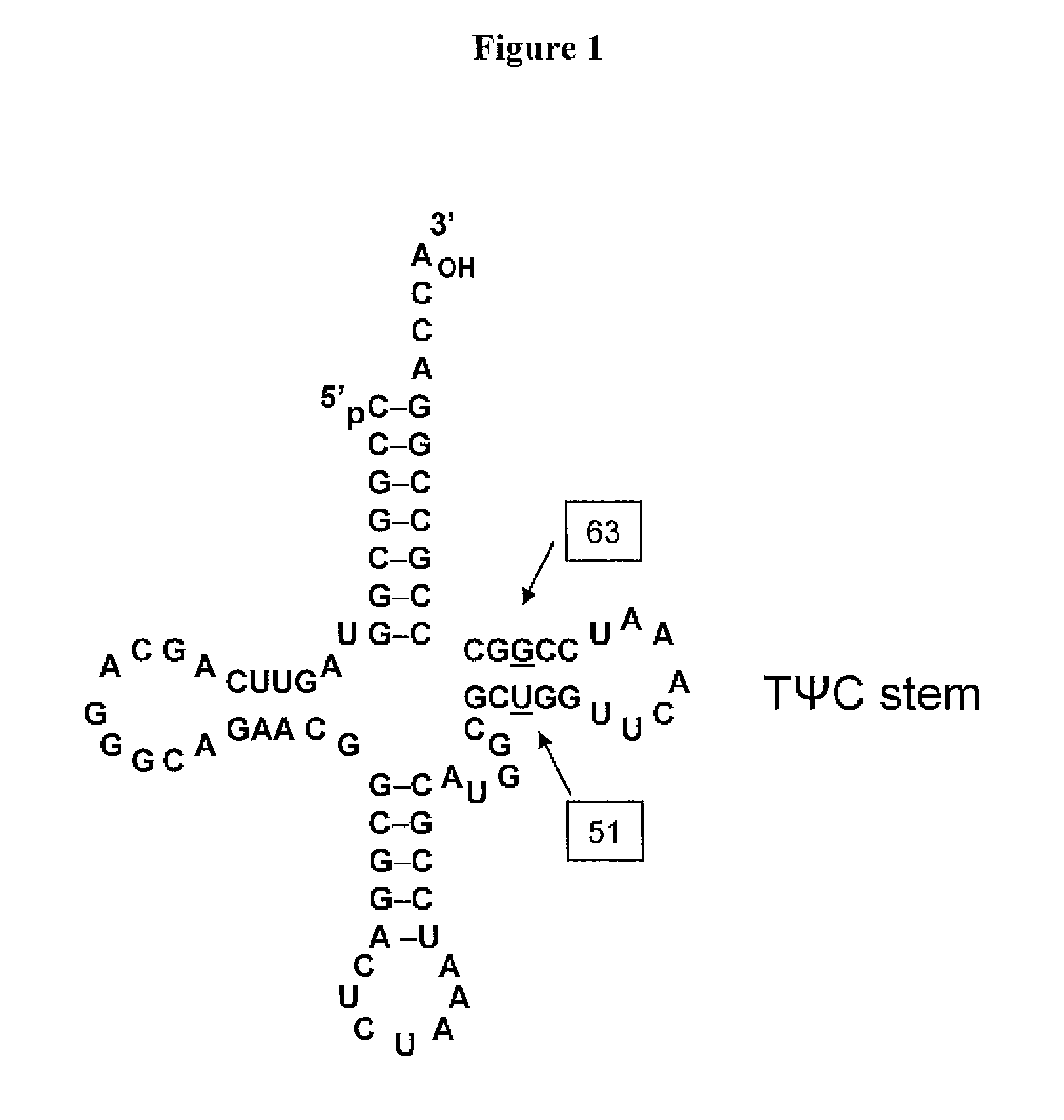 Non-Natural Amino Acid Replication-Dependent Microorganisms and Vaccines