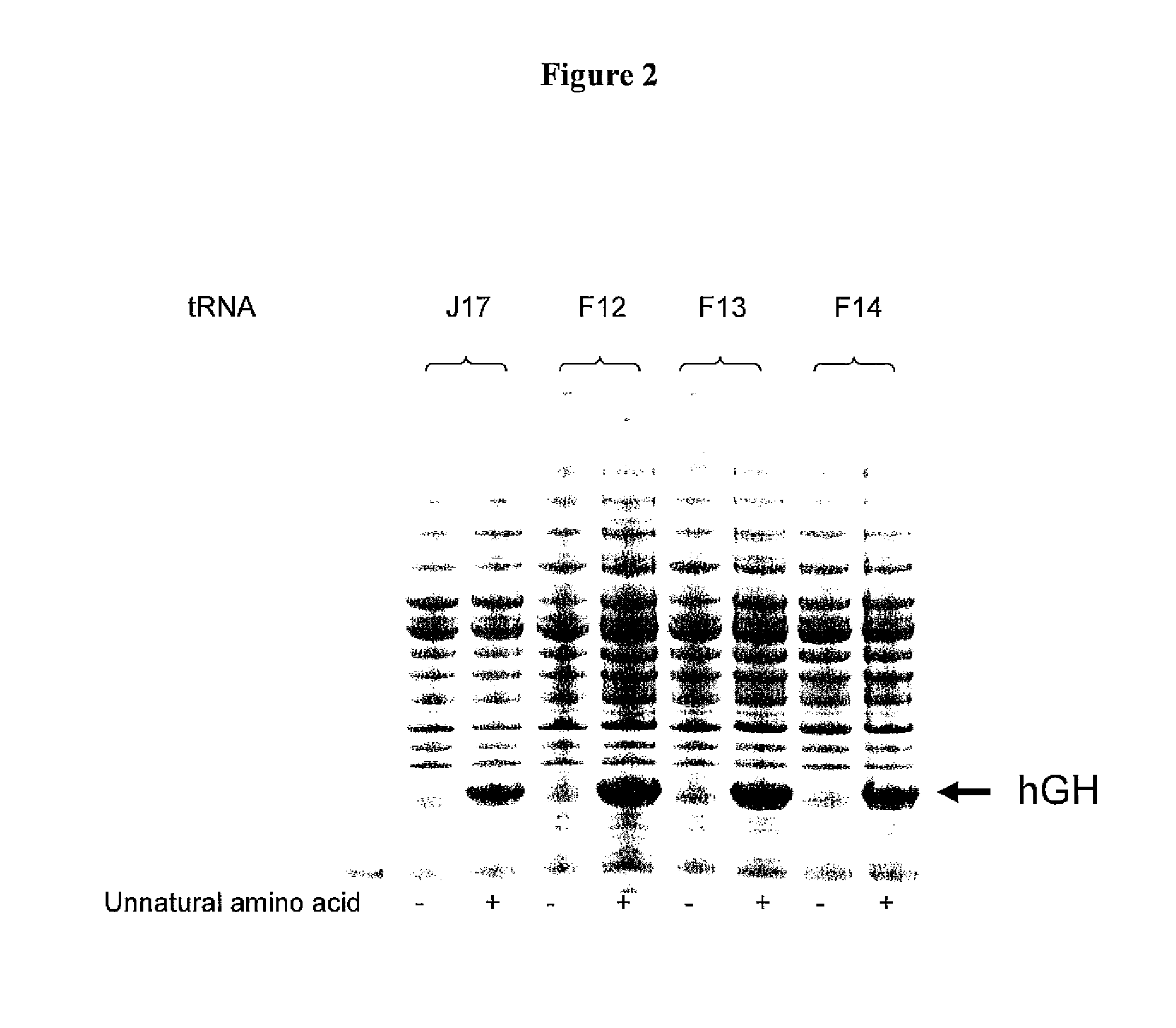 Non-Natural Amino Acid Replication-Dependent Microorganisms and Vaccines