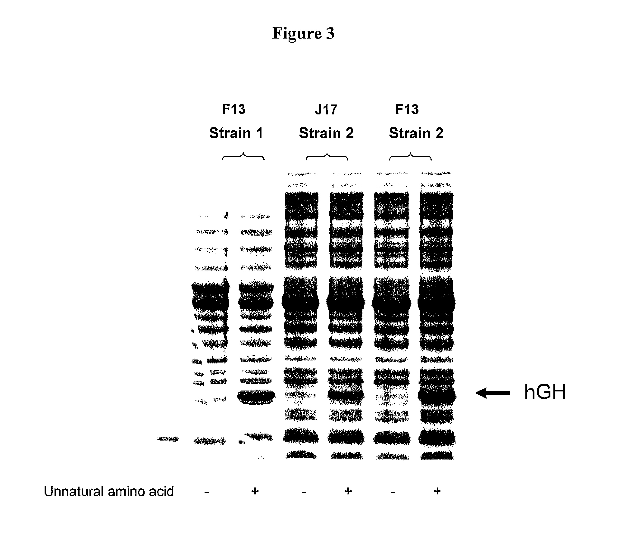 Non-Natural Amino Acid Replication-Dependent Microorganisms and Vaccines