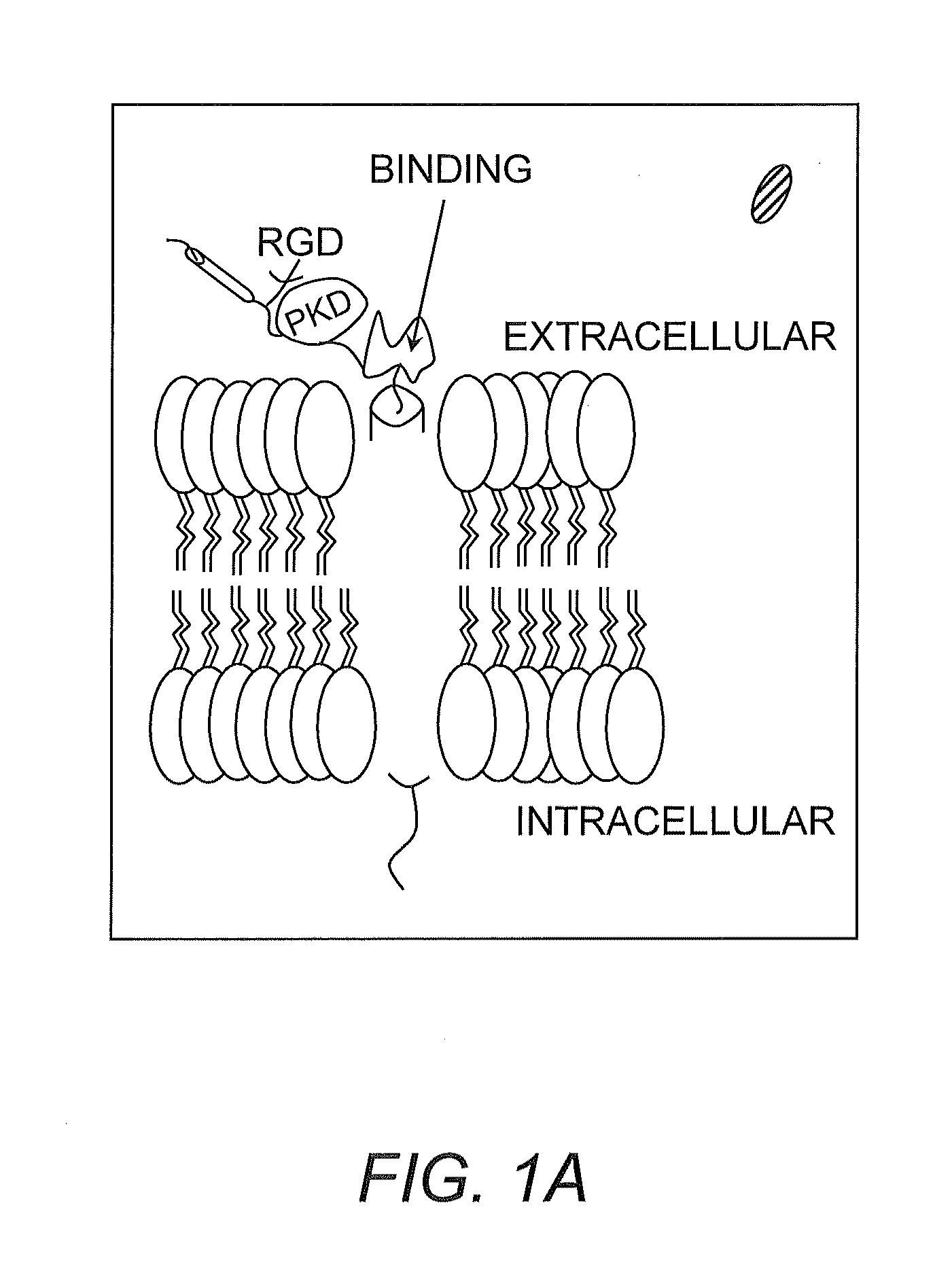 Hematopoietic Growth Factor Inducible Neurokinin-1 Gene and Uses Thereof