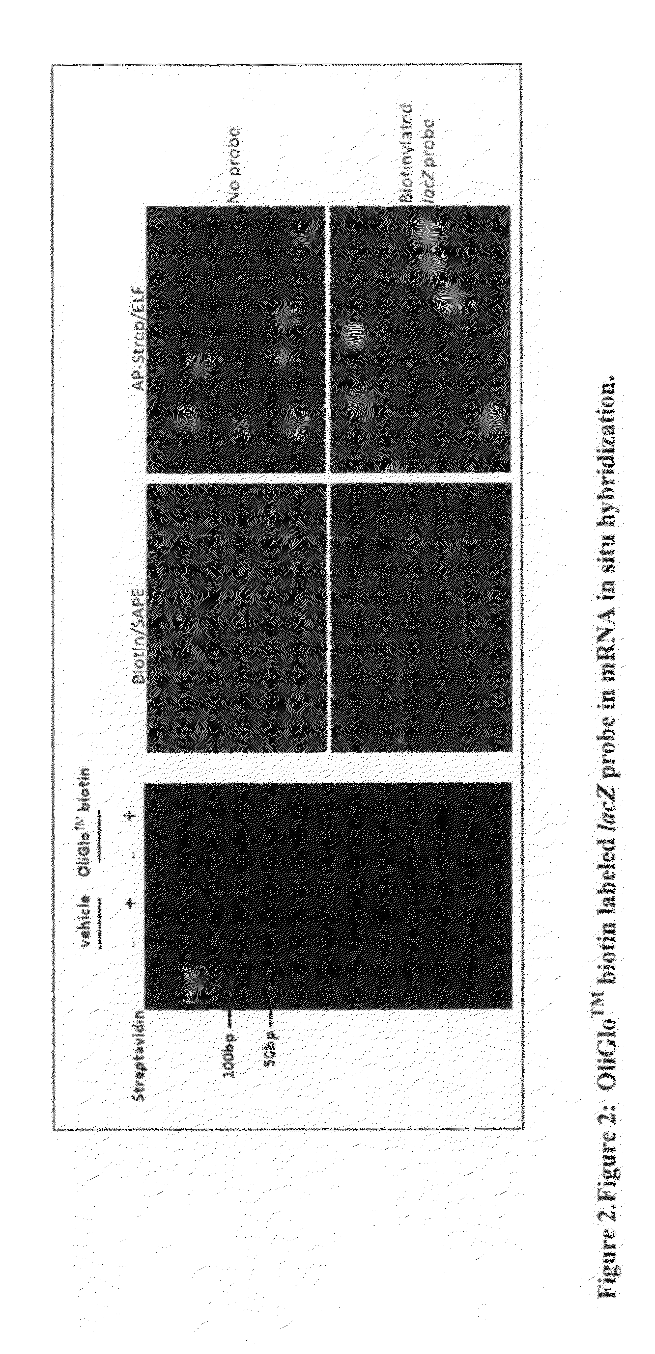 Reagents and methods for direct labeling of nucleotides