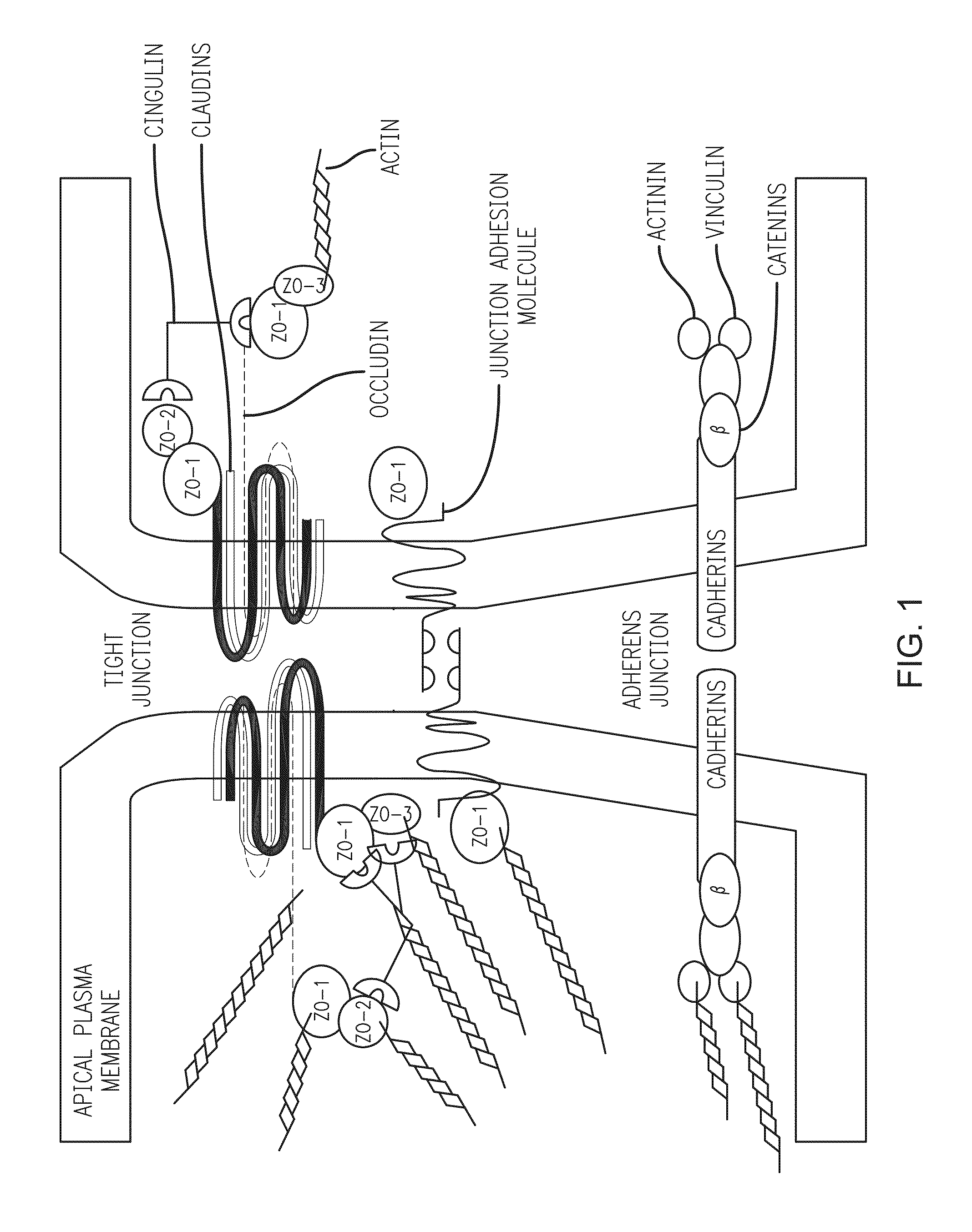 Methods and compositions to treat mucositis