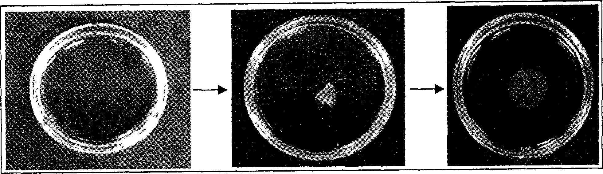 Composition for coating support for preparation of cell sheet, support for preparation of cell sheet and process for producing cell sheet