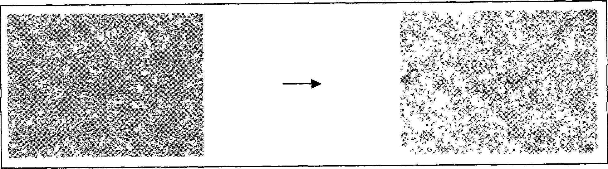 Composition for coating support for preparation of cell sheet, support for preparation of cell sheet and process for producing cell sheet