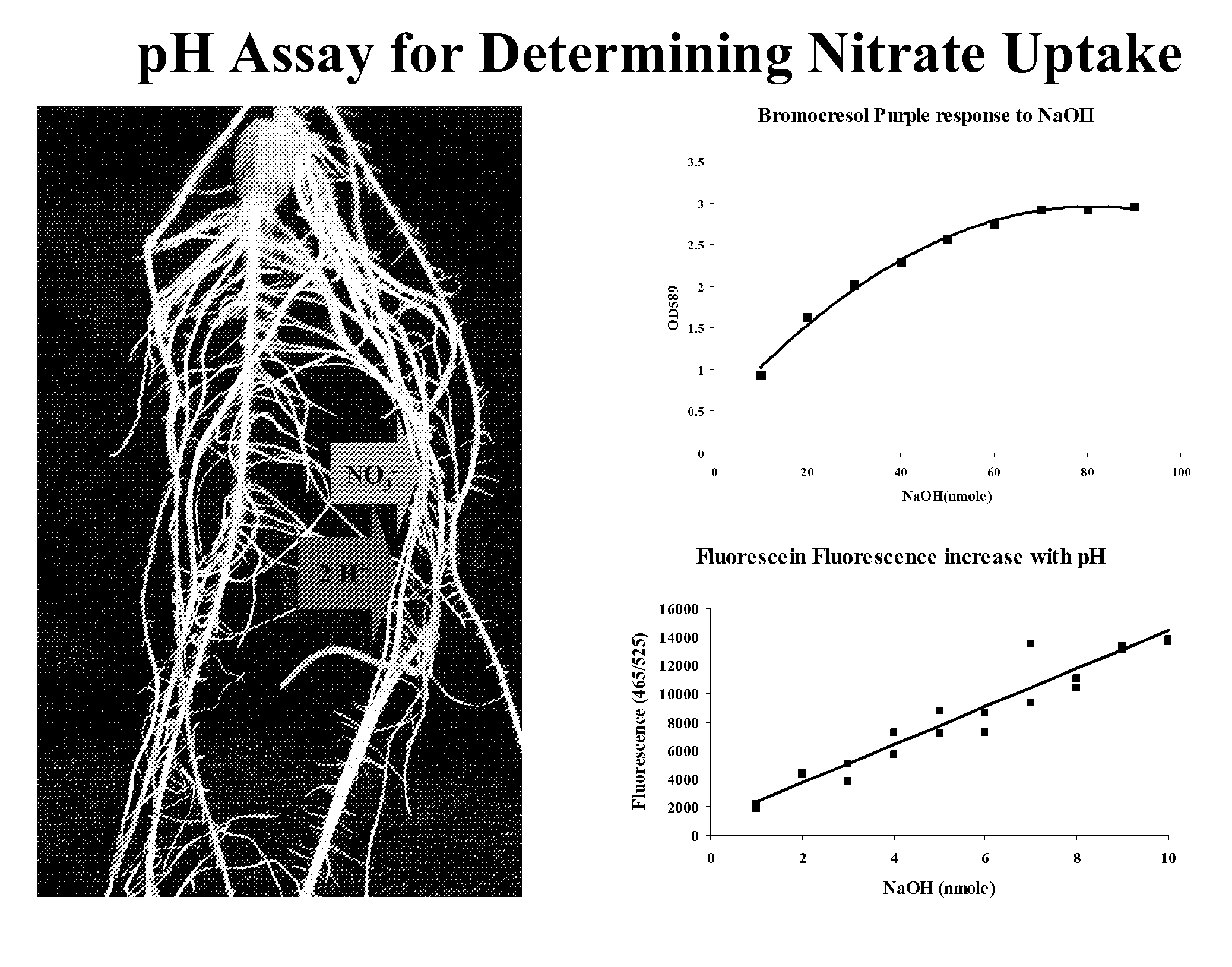 Methods and Assays for the Detection of Nitrogen Uptake by a Plant and Uses Thereof