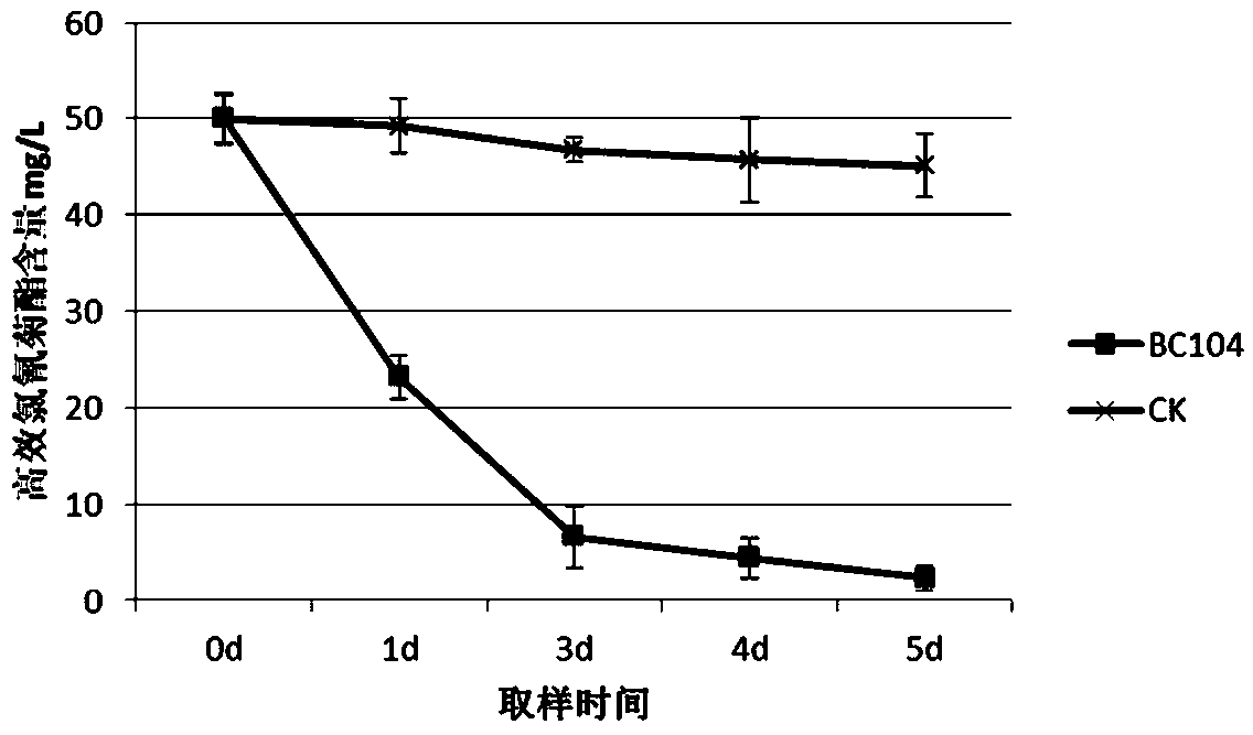 A kind of bacillus arborii and its bacterial agent, preparation method and application