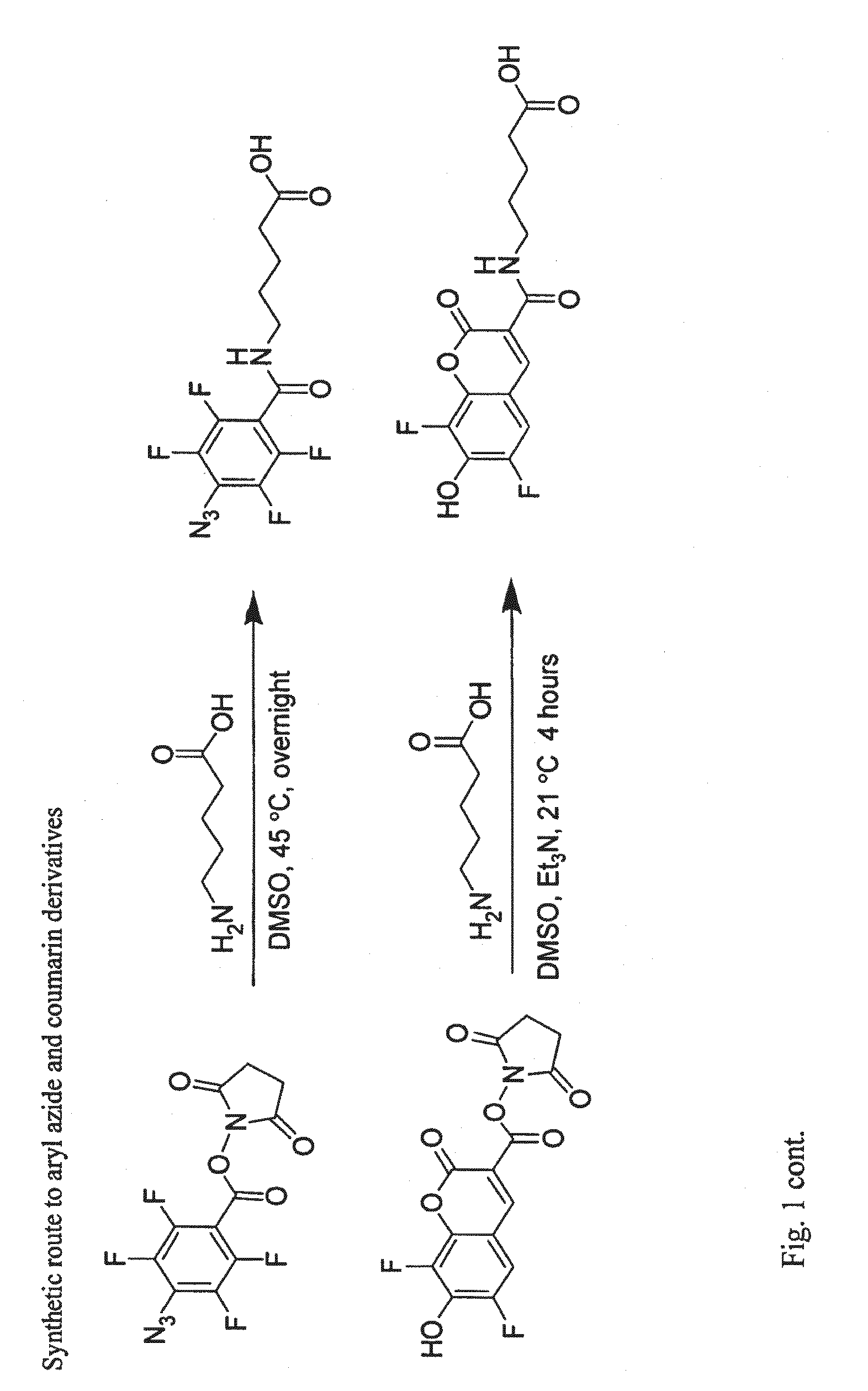 Methods and compositions for protein labeling using lipoic acid ligases