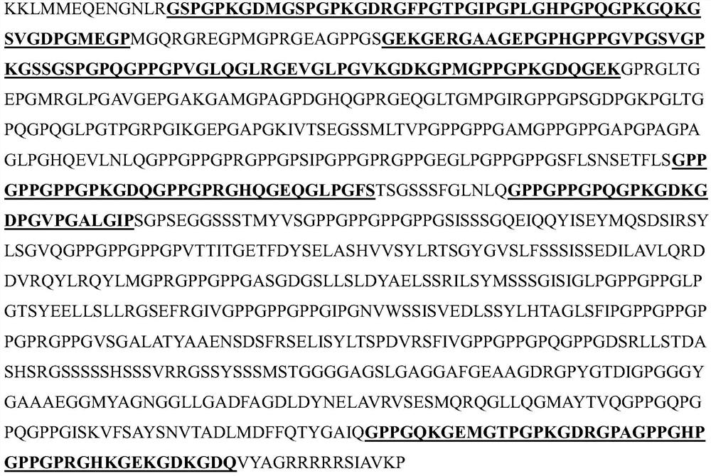 A kind of recombinant human type xvii collagen, preparation method and application