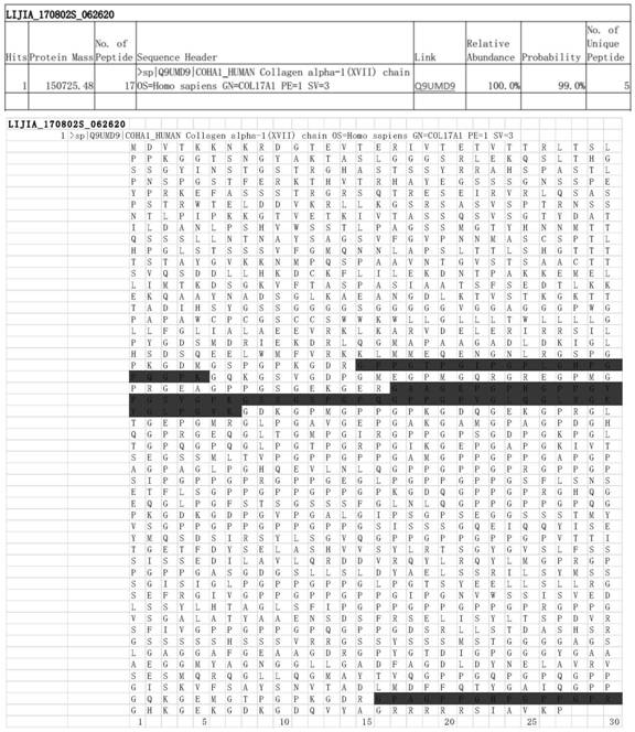 A kind of recombinant human type xvii collagen, preparation method and application