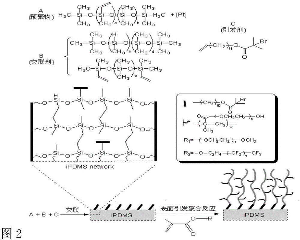 Polypeptide, detection device containing polypeptide, and detection kit containing polypeptide