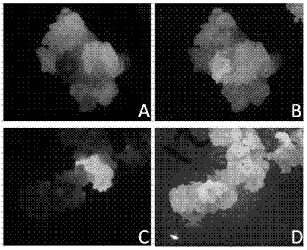 Culture medium and culture method for breeding transgenic maize