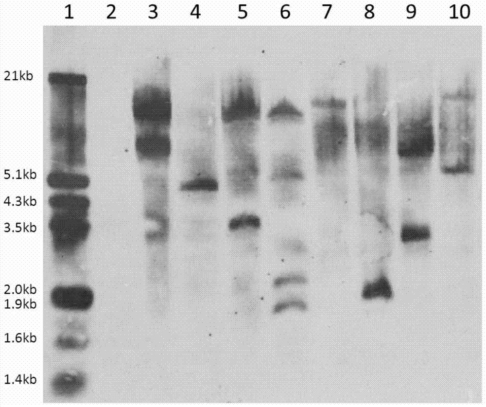 Culture medium and culture method for breeding transgenic maize