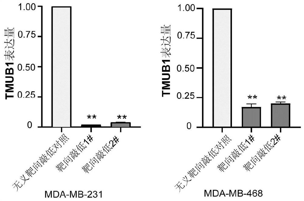 Application of a kind of tmub1 protein in preparation of molecular detection agent for tumor immunosuppression