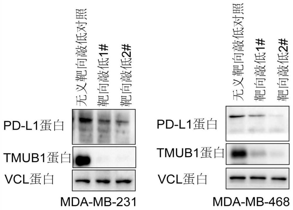 Application of a kind of tmub1 protein in preparation of molecular detection agent for tumor immunosuppression