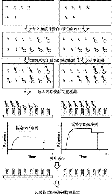 Method for identifying specific DNA sequences in germplasm resources based on surface plasma resonance technology