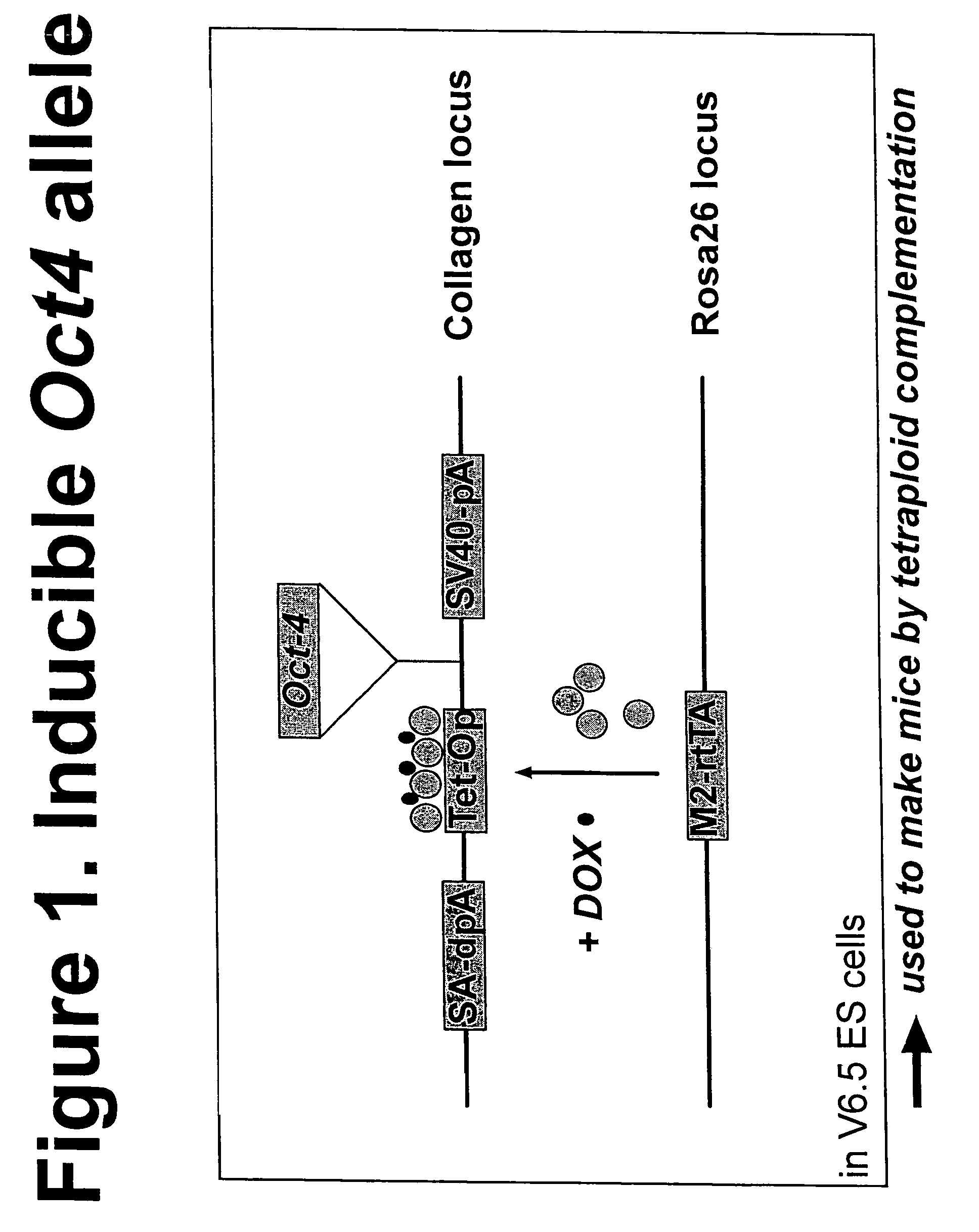 Methods for reprogramming somatic cells