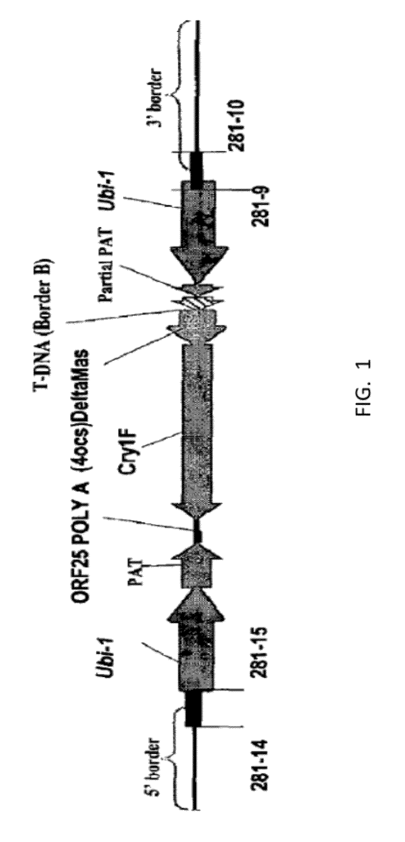 ENDPOINT TAQMAN METHODS FOR DETERMINING ZYGOSITY OF COTTON COMPRISING Cry1F EVENT 281-24-236