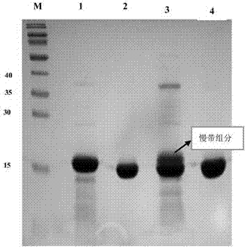 Preparation method of recombinant human interferon alpha2b