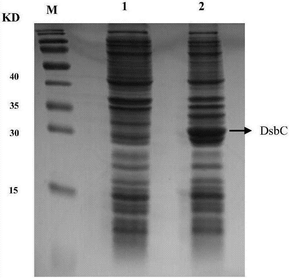 Preparation method of recombinant human interferon alpha2b