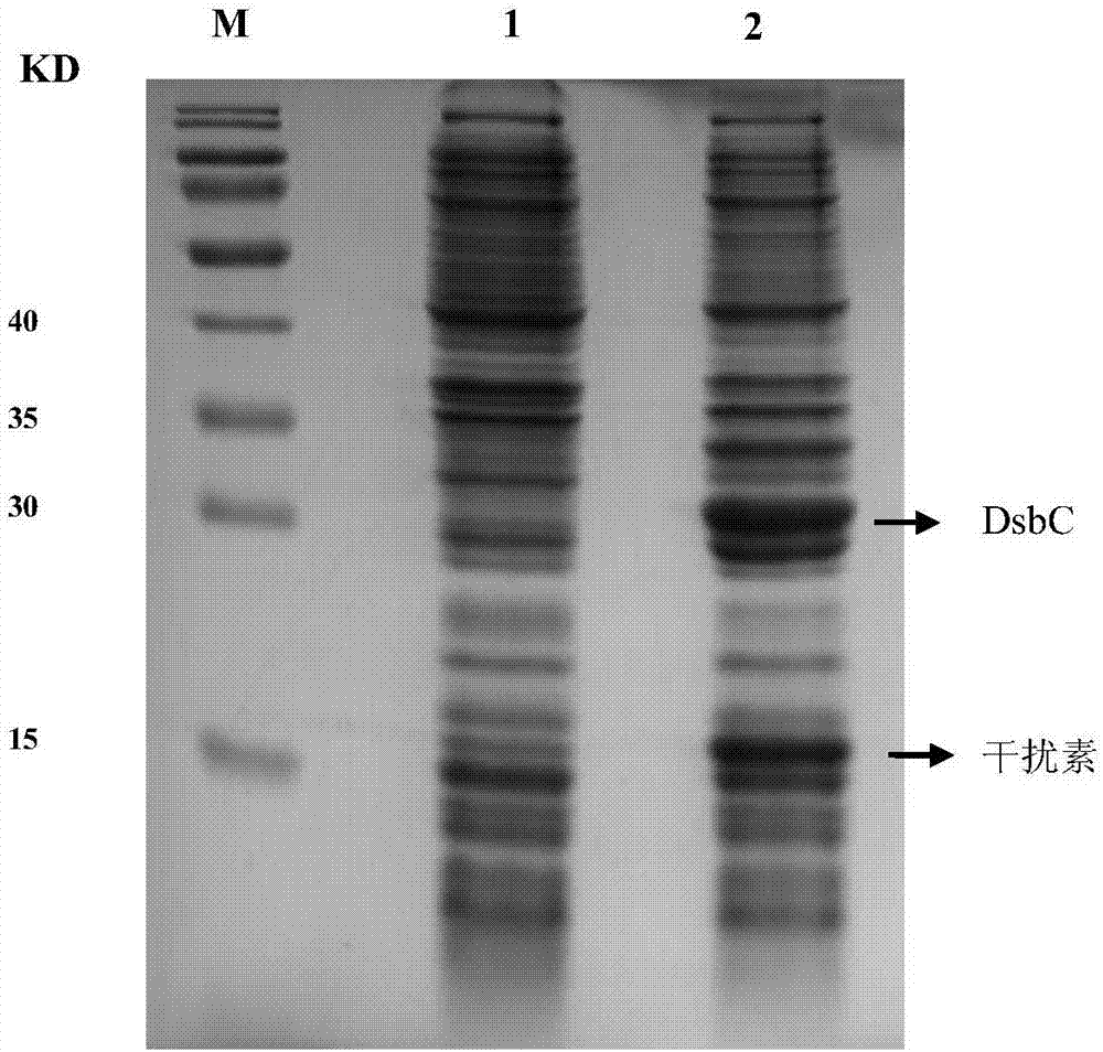 Preparation method of recombinant human interferon alpha2b