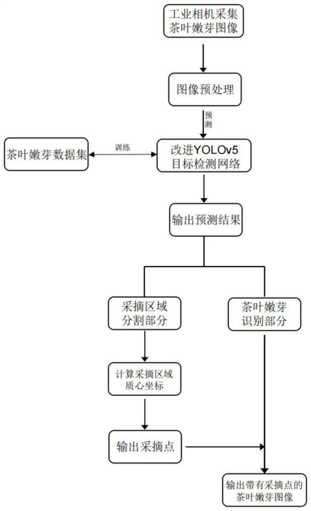 Improved YOLOv5 target detection model construction method and method for identifying tea tender shoots and positioning picking points