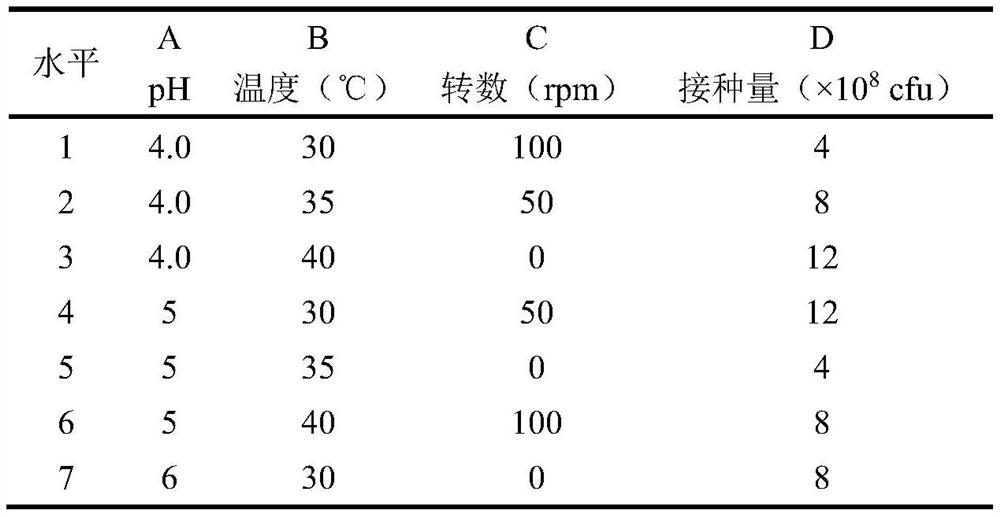 Small-leaf lactobacillus latifolius fermented tea and preparation method thereof