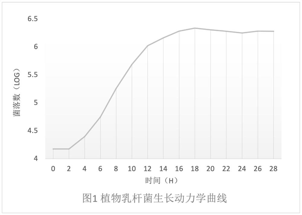 Small-leaf lactobacillus latifolius fermented tea and preparation method thereof