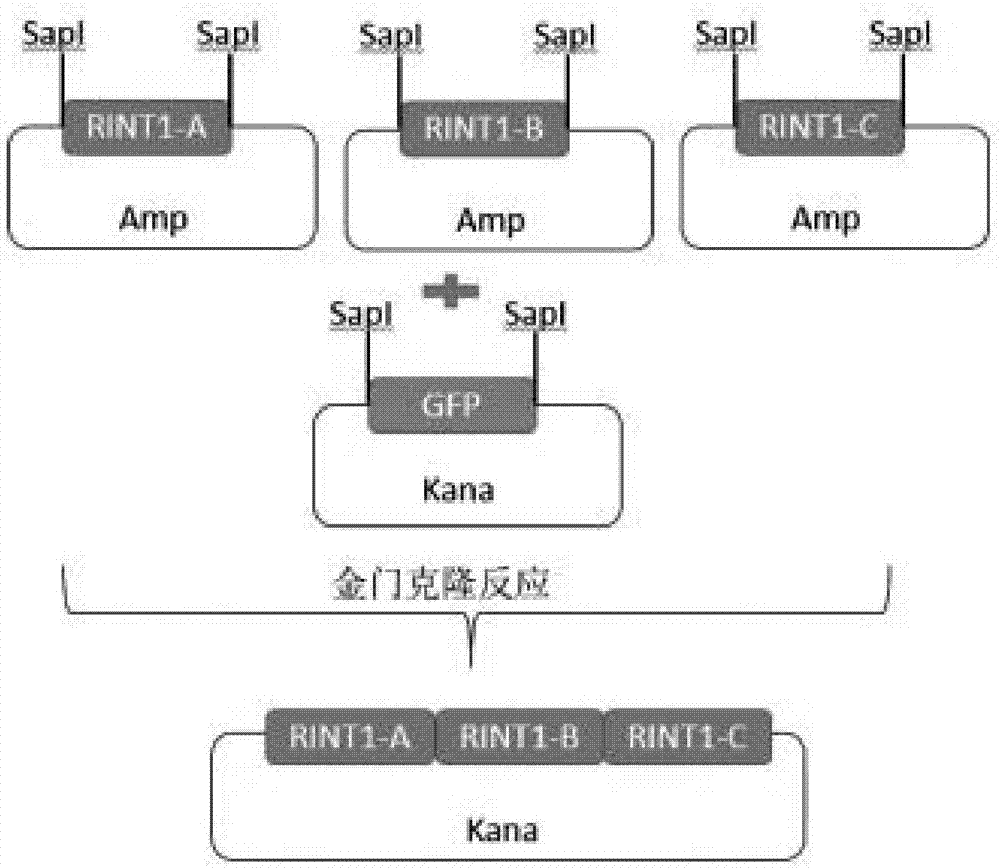 Gene synthesis method