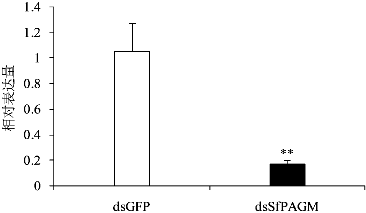 Sogatella furcifera phosphorus acetylglucosamine mutase gene fragment and application thereof