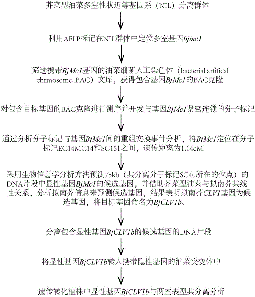 Two-room gene BjMc1 and three-room gene Bjmc1 which are related to multicapsular traits of mustard-type rapes and application of two-room gene BjMc1 and three-room gene Bjmc1