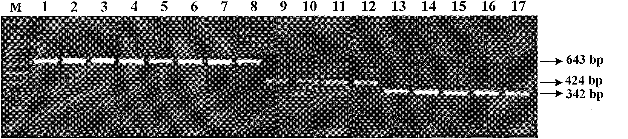 Quick molecular detection method for simultaneously detecting three kinds of fusarium toxins and application thereof